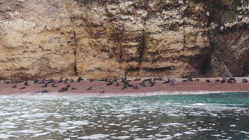 perui utazás Paracas Nemzeti Park – Ballestas-szigetek