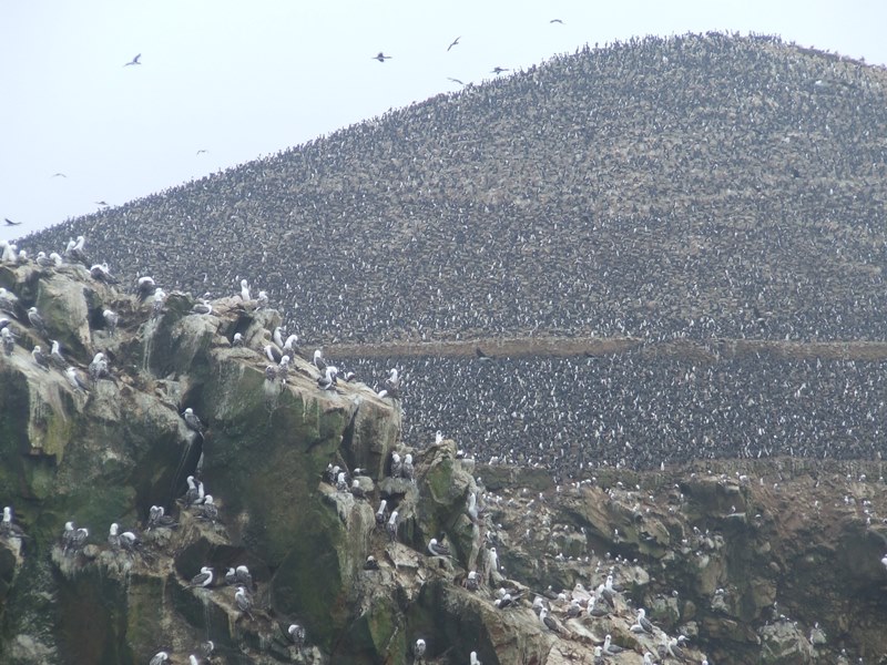 perui utazás madarak Paracas Nemzeti Park – Ballestas-szigetek