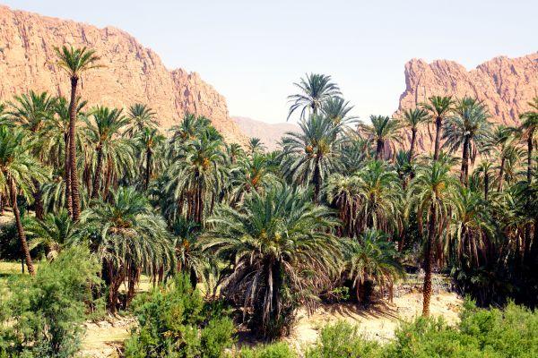 cikk_0_1000ut-algeria-a-kaprazatos-cikk4.jpg