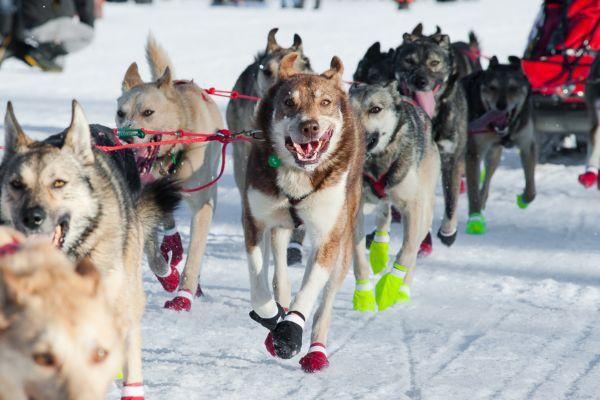 cikk_0_1000ut-amerikai-egyesult-allamok-usa-iditarod3.jpg