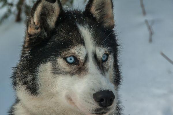 cikk_0_1000ut-amerikai-egyesult-allamok-usa-iditarod5.jpg