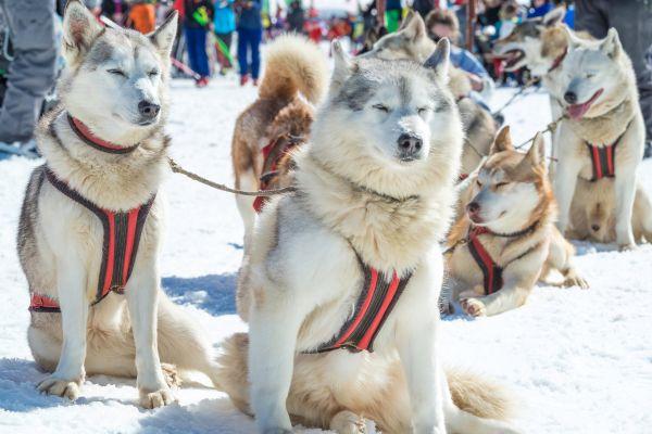 cikk_0_1000ut-amerikai-egyesult-allamok-usa-iditarod6.jpg
