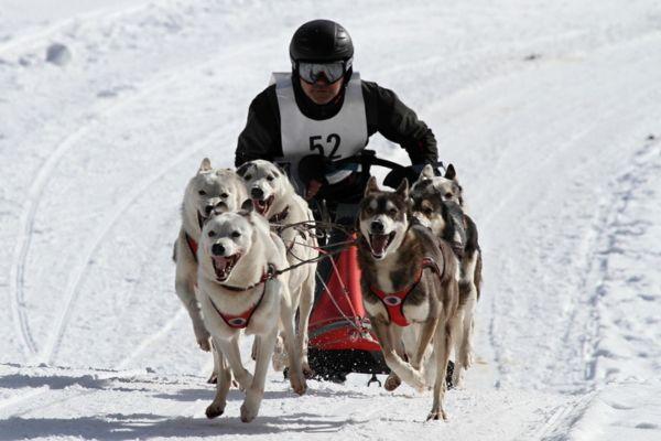 cikk_0_1000ut-amerikai-egyesult-allamok-usa-iditarod7.jpg