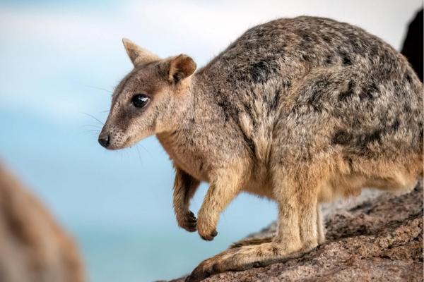 cikk_0_1000ut-ausztralia-boxolo-kenguruk-wallaby.jpg