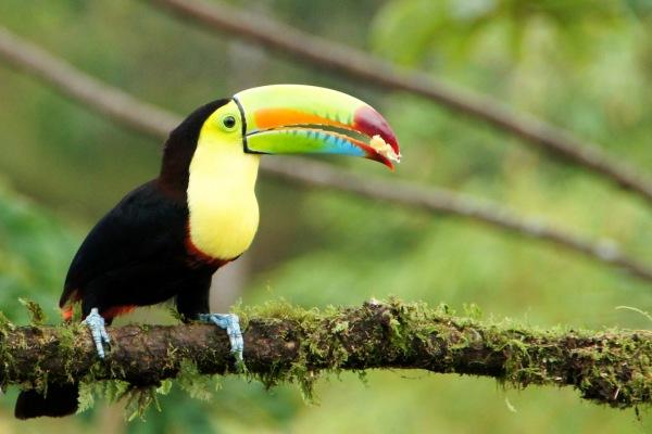 cikk_0_1000ut-costa-rica-pura-vida-cikk1.jpg