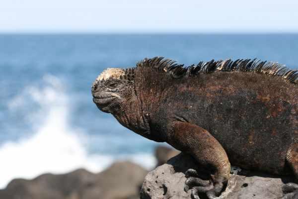 cikk_0_1000ut-ecuador-galapagos1.jpg