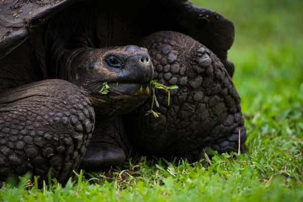 cikk_0_1000ut-ecuador-galapagos4.jpg