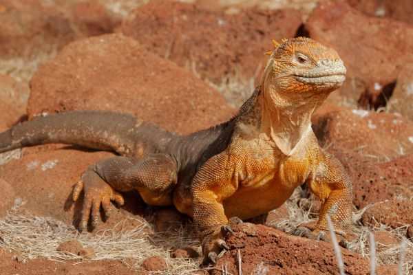 cikk_0_1000ut-ecuador-galapagos6.jpg