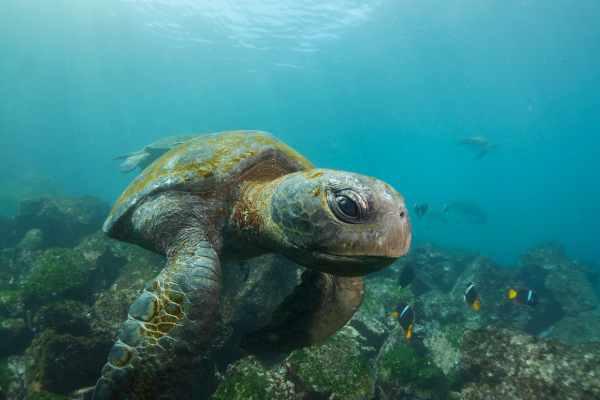 cikk_0_1000ut-ecuador-galapagos7.jpg