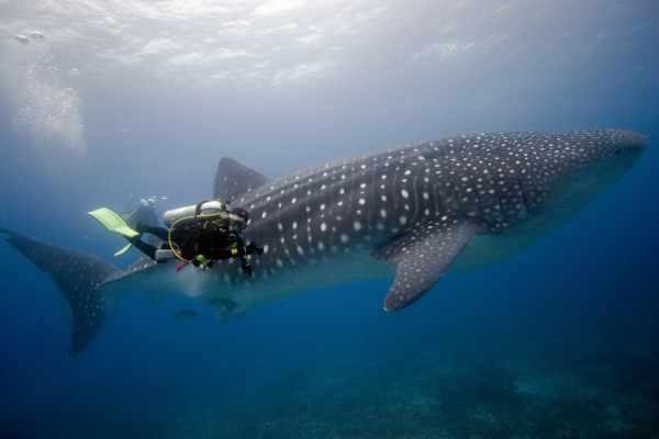 cikk_0_1000ut-ecuador-galapagos8.jpg