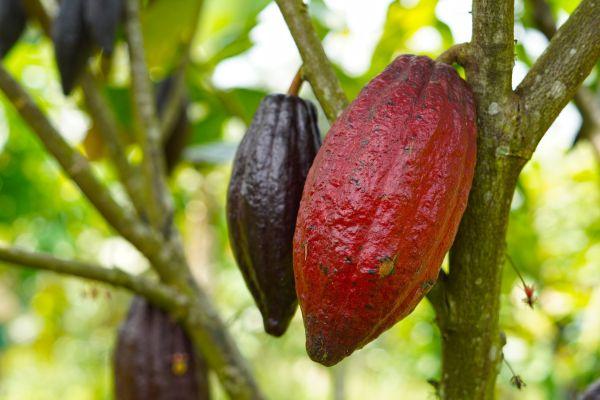 cikk_0_1000ut-ecuador-kakaobab-csokolade-3.jpg