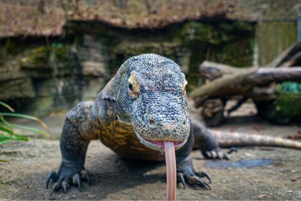cikk_0_1000ut-indonezia-bali-komodo-varanusz1.jpg