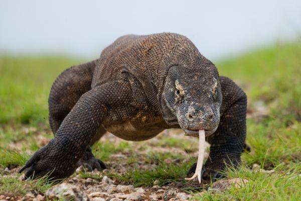 cikk_0_1000ut-indonezia-bali-komodo-varanusz2.jpg