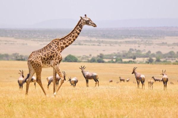 cikk_0_1000ut-kenya-magazincikk2.jpg