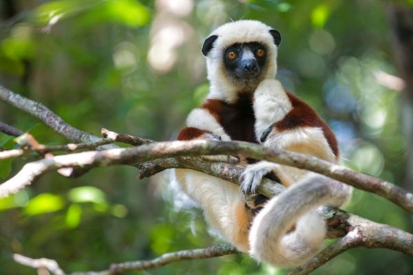 cikk_0_1000ut-madagaszkar-a_makik-riszaljak-cikk--maki.jpg