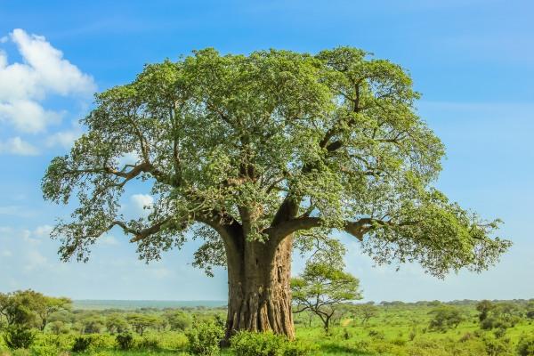 cikk_0_1000ut-madagaszkar-ravenala-cikk-baobab.jpg