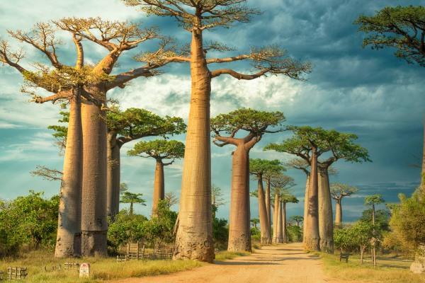 cikk_0_1000ut-madagaszkar-ravenala-cikk-baobab1.jpg