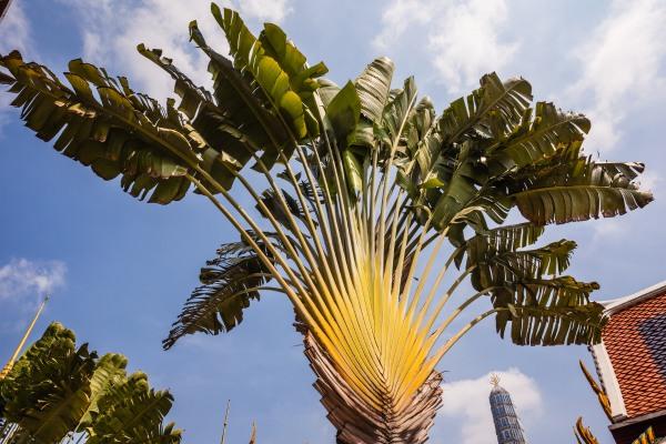 cikk_0_1000ut-madagaszkar-ravenala-cikk-ravenala.jpg