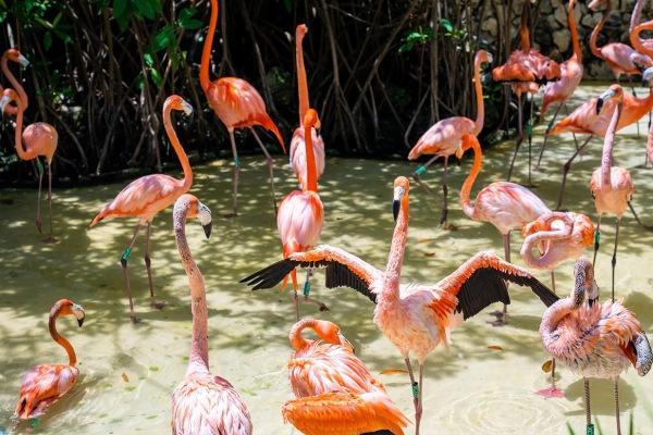 cikk_0_1000ut-mexiko-xcaret-park-cikk2.jpg