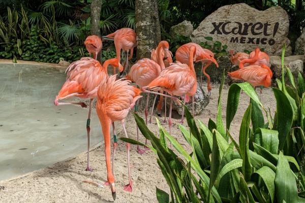 cikk_0_1000ut-mexiko-xcaret-park-flamingo.jpg