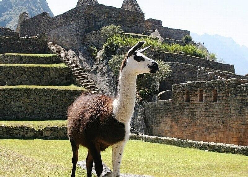 Perui utazás Machu Picchu láma
