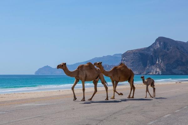cikk_15221_1000ut-oman-magazincikk30.jpg