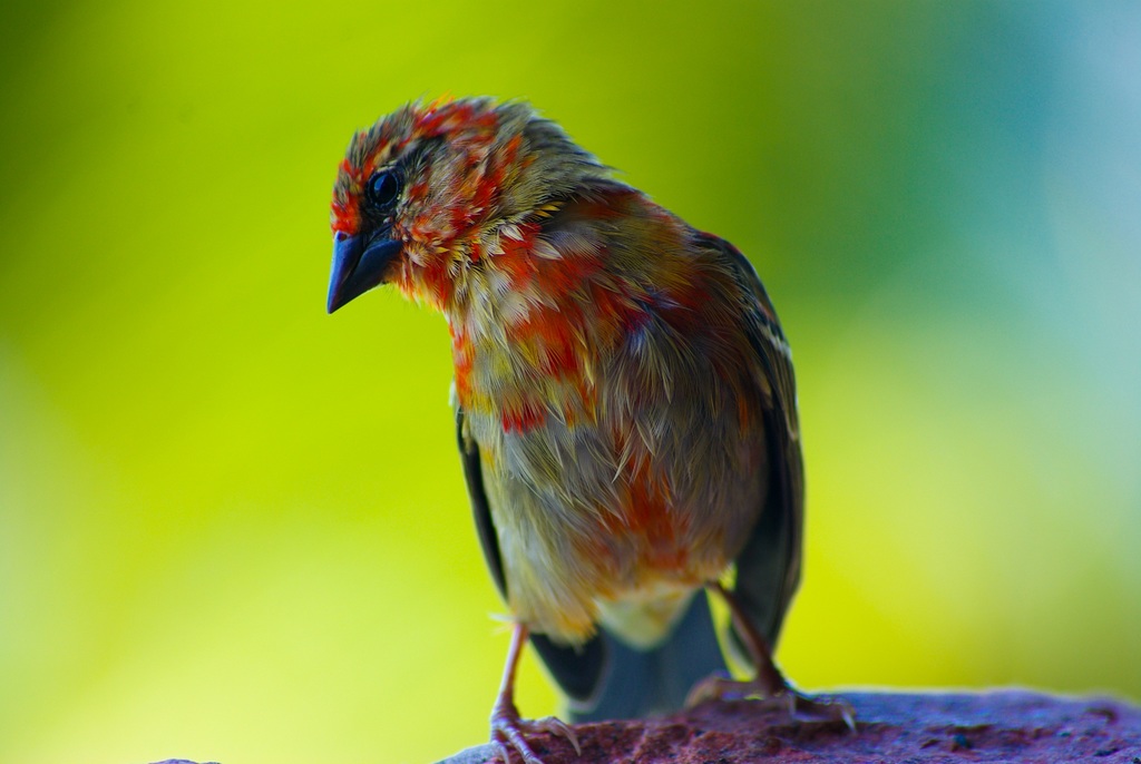 nature-bird-wildlife-green-red-beak-896508-pxhere.com.jpg