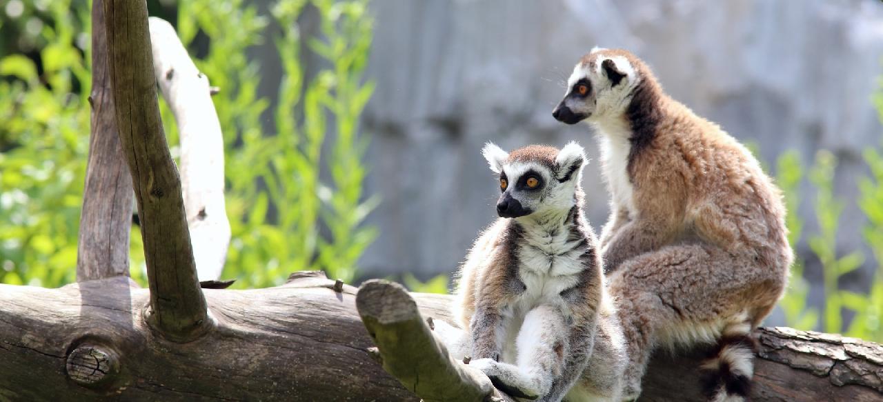 Madagaszkár, gyűrűsfarkú maki