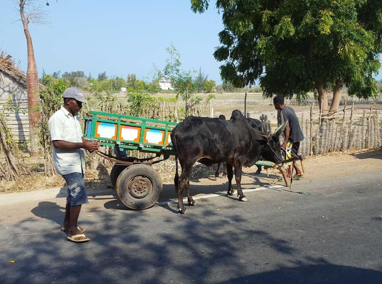 Madagaszkár, zebu szekér