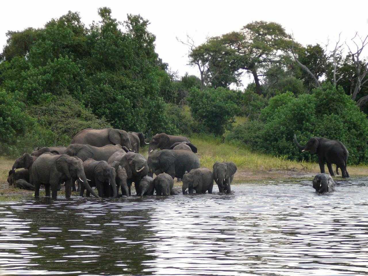 Namíbia - Botswana - Zimbabwe, elefántok