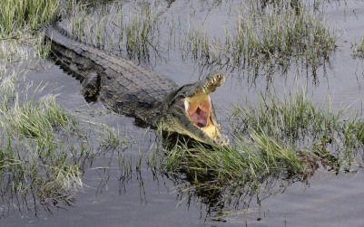 Namíbia - Botswana - Zimbabwe, krokodil 