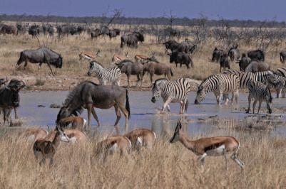 Namíbia - Botswana - Zimbabwe, állatok