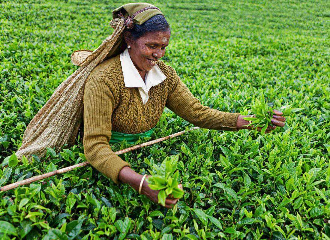 Srí Lanka, teaültetvény