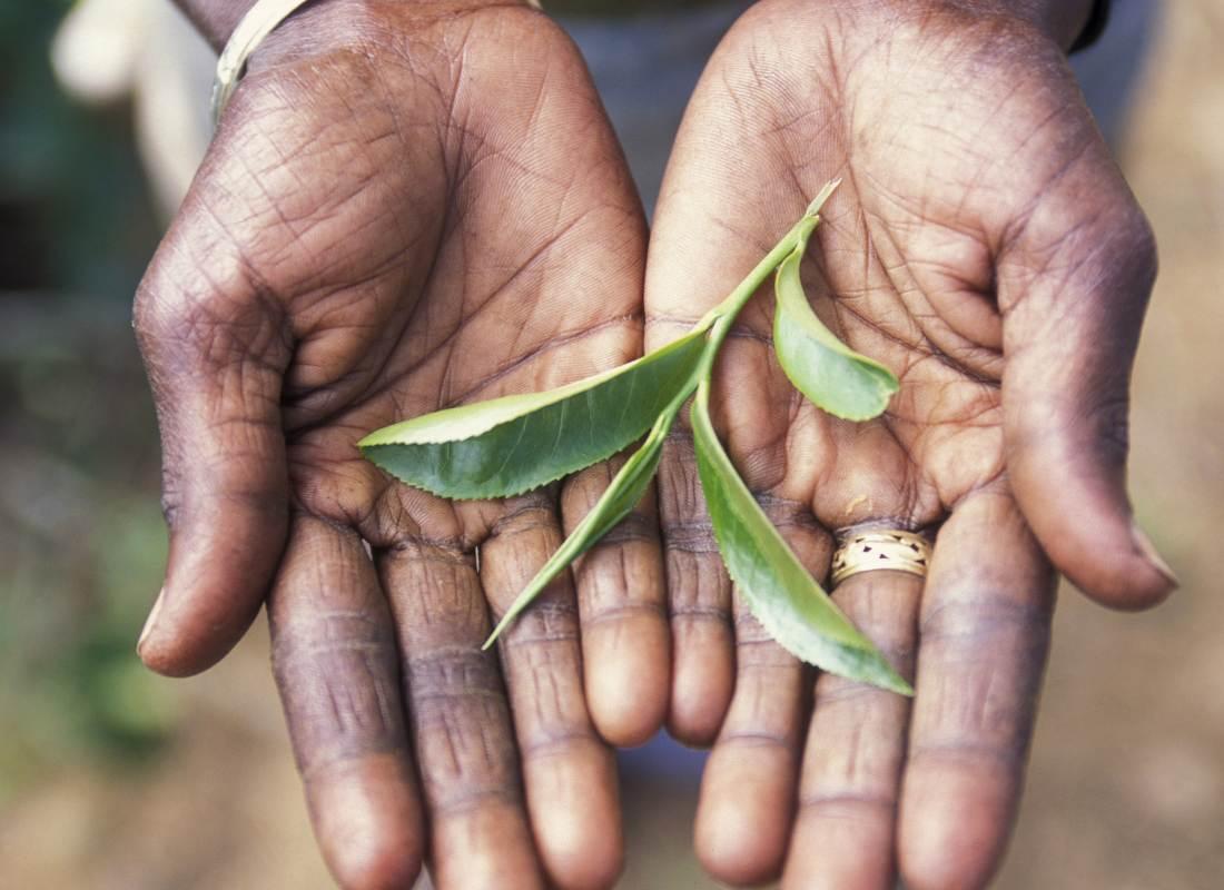 Srí Lanka, tealevél