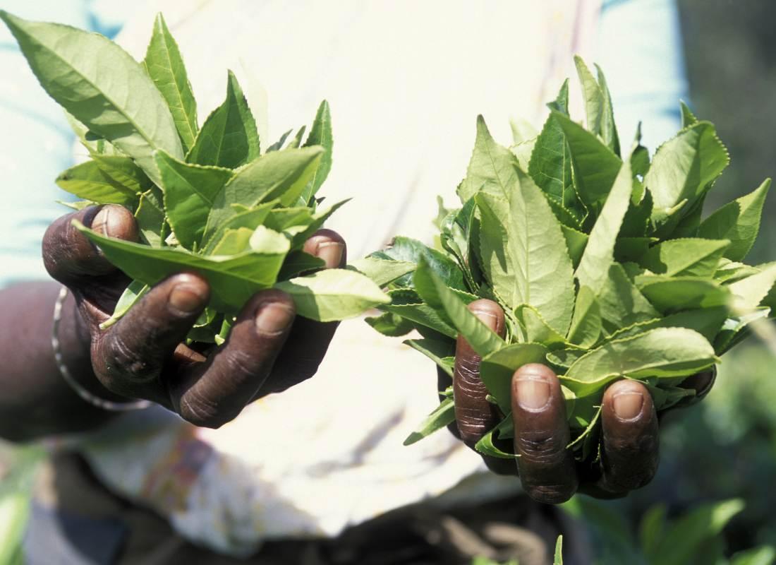 Srí Lanka, tealevél