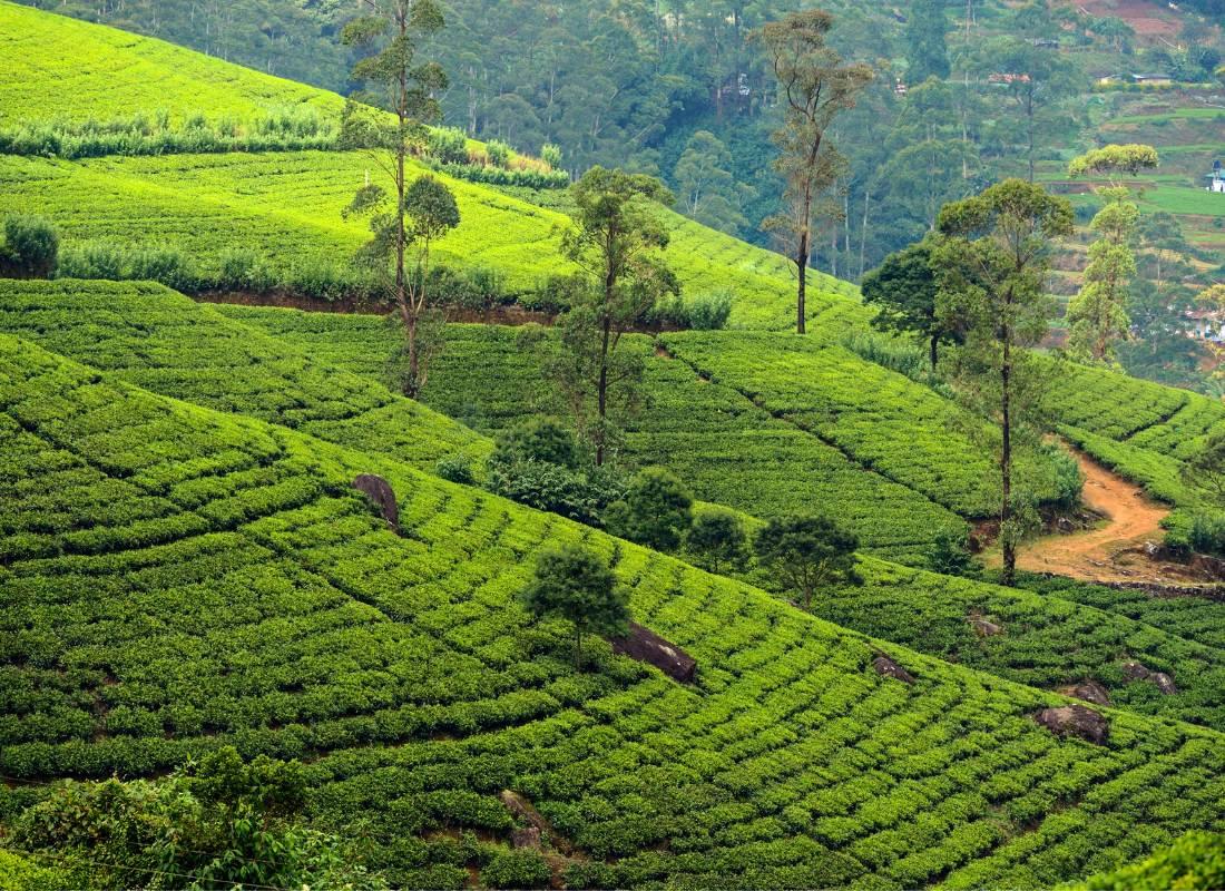 Srí Lanka, teaültetvények