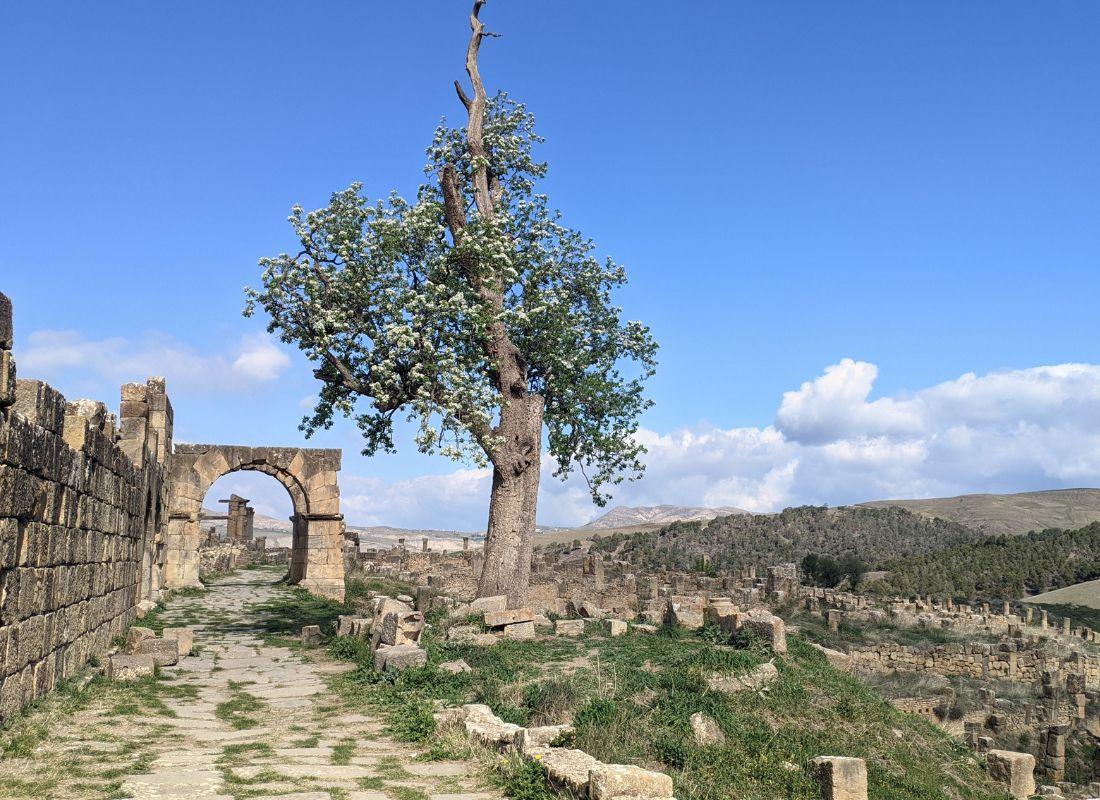 Algéria, természet