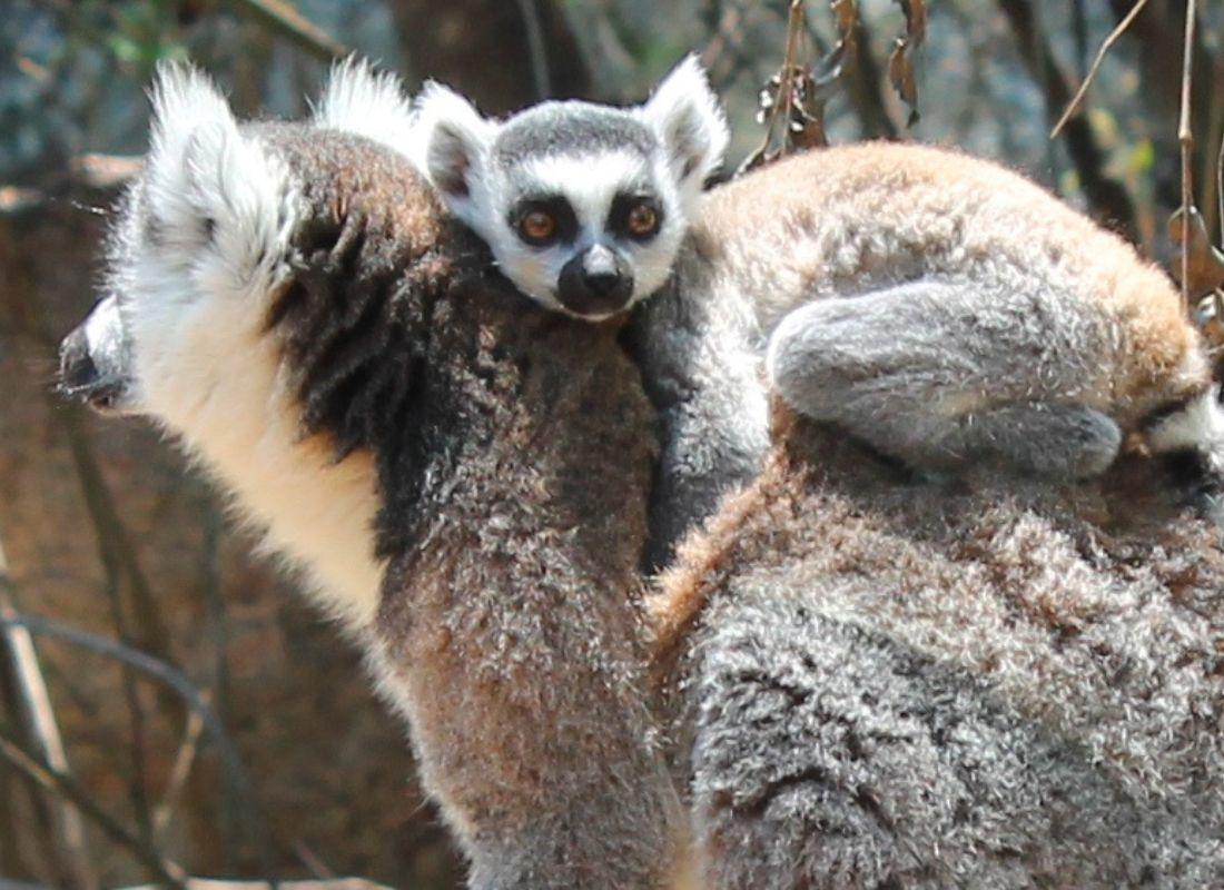 Madagaszkár partnertől kapott képek