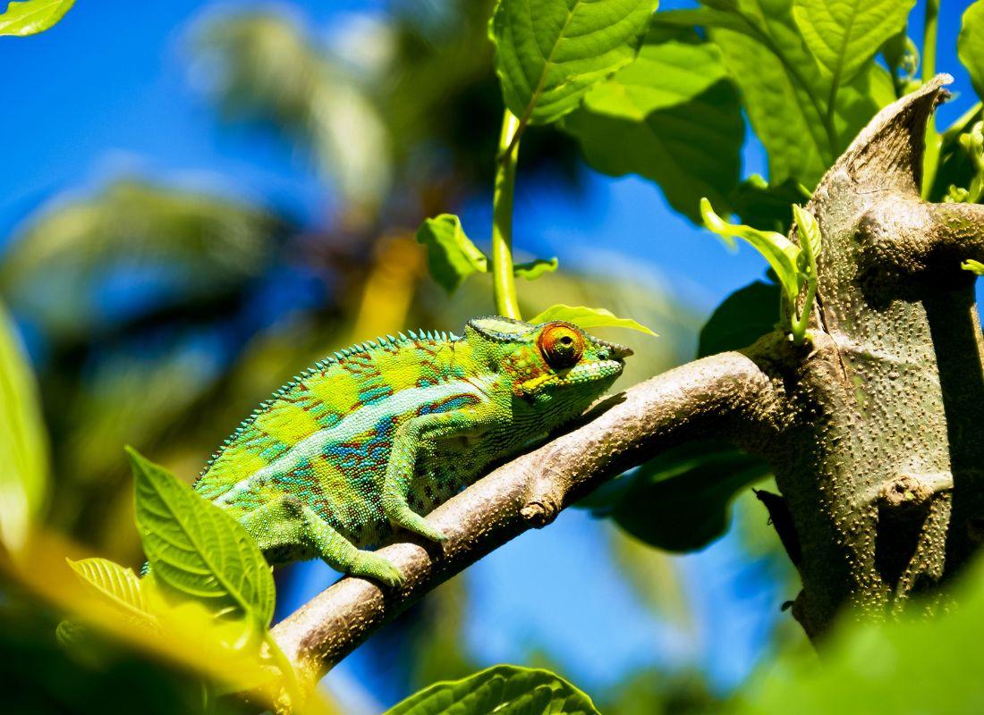 Madagaszkár partnertől kapott képek