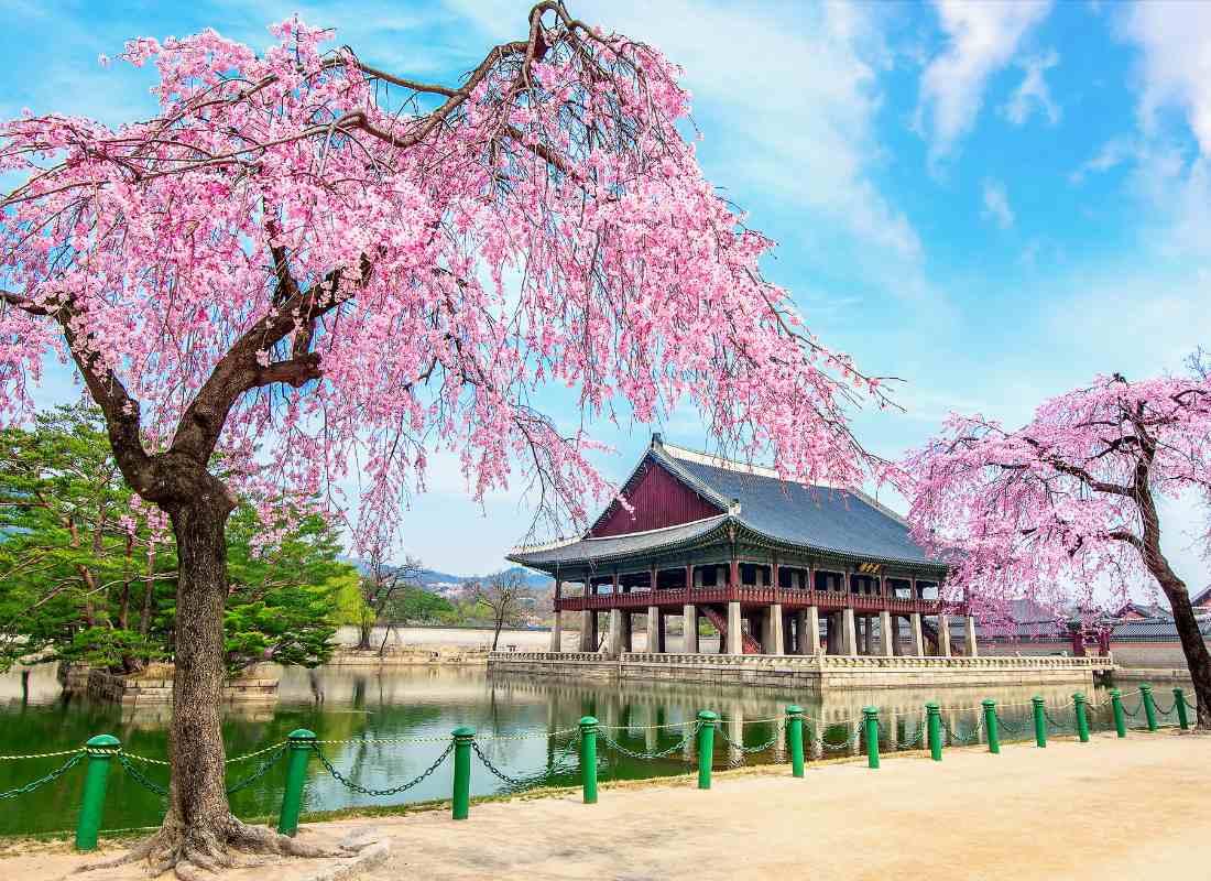 Dél-Korea, cseresznyevirágzás