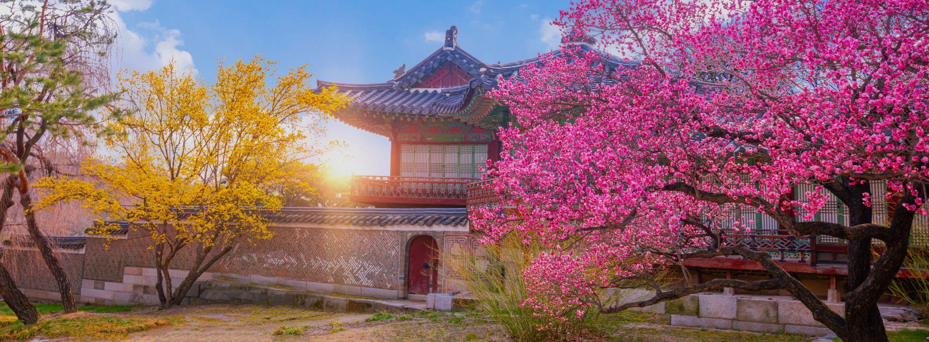 Dél-Korea, cseresznyevirágzás