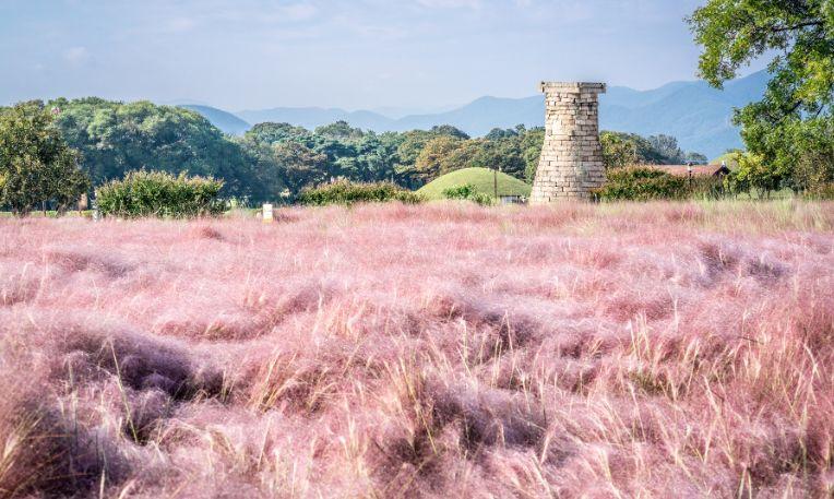 Dél-Korea, vattacukorfű a Cshomszongde előtt