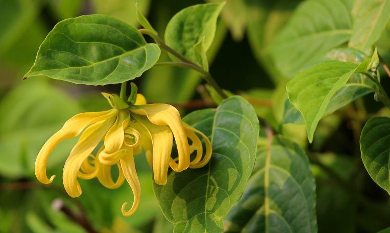 Madagaszkár, Nosy Be, ylang-ylang