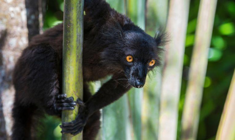 Madagaszkár, Nosy Be, makaó lemúr