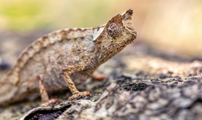 Madagaszkár, Nosy Be, brokesia kaméleon