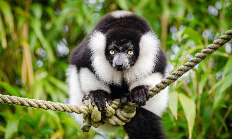 Madagaszkár, Nosy Be, fekete-fehér fodros maki