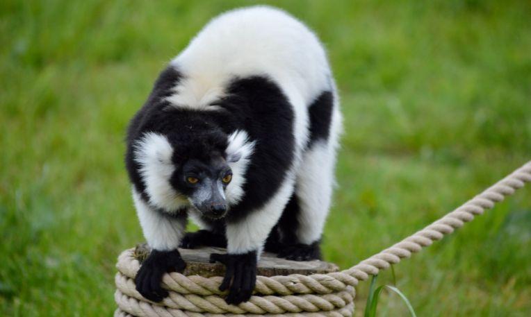 Madagaszkár, Nosy Be, fekete-fehér fodros maki