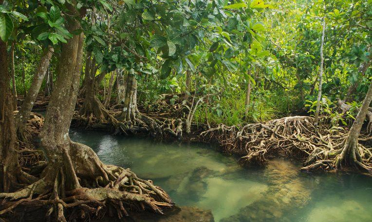 Madagaszkár, Nosy Be, mangrove