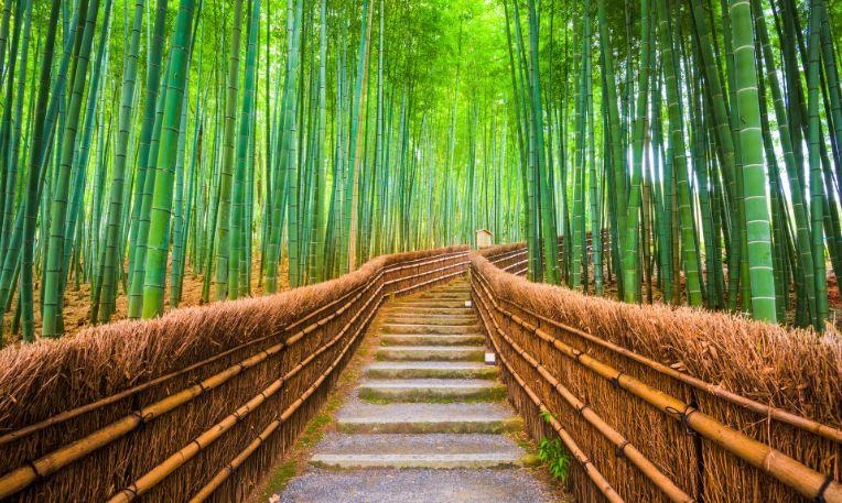 Japán, Kiotó, Sagano bambuszerdő