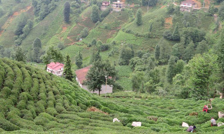 Törökország, Rize